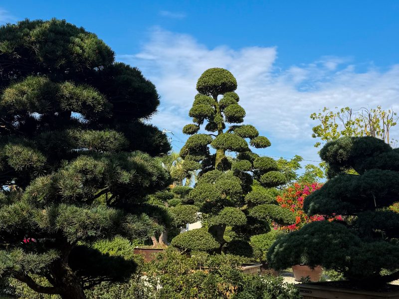 Comment tailler ton olivier en nuage sans abîmer l&rsquo;arbre ?