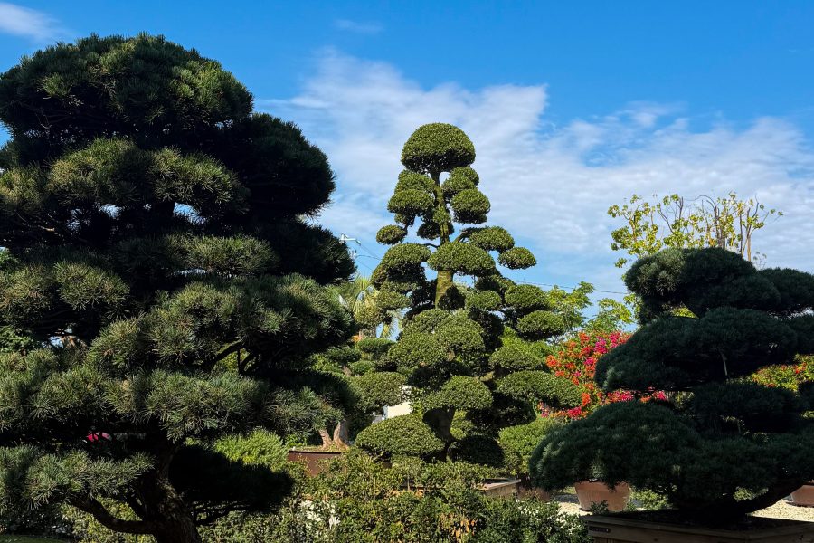 Comment tailler ton olivier en nuage sans abîmer l&rsquo;arbre ?