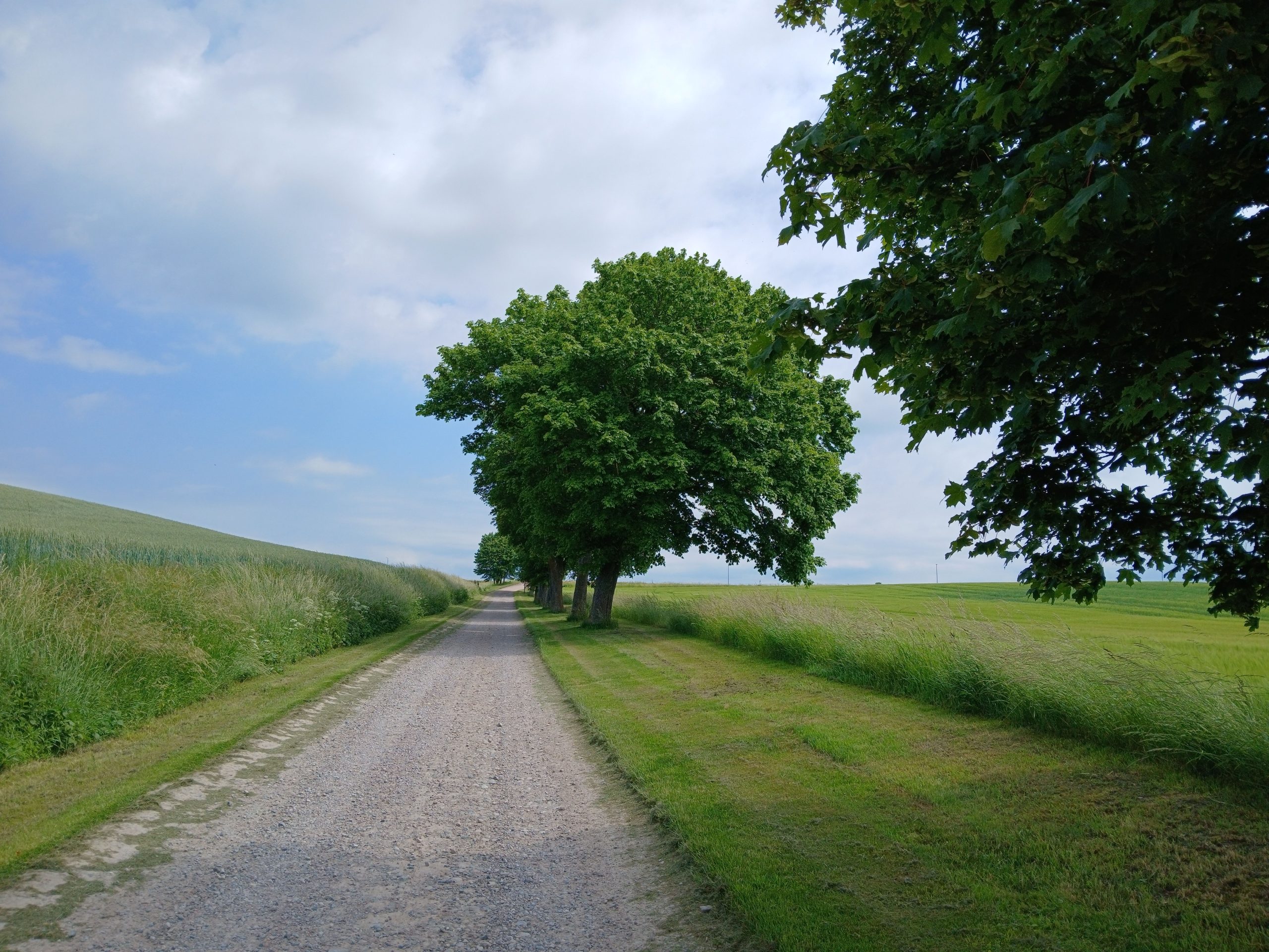 Route rurale paisible bordée d'arbres verts