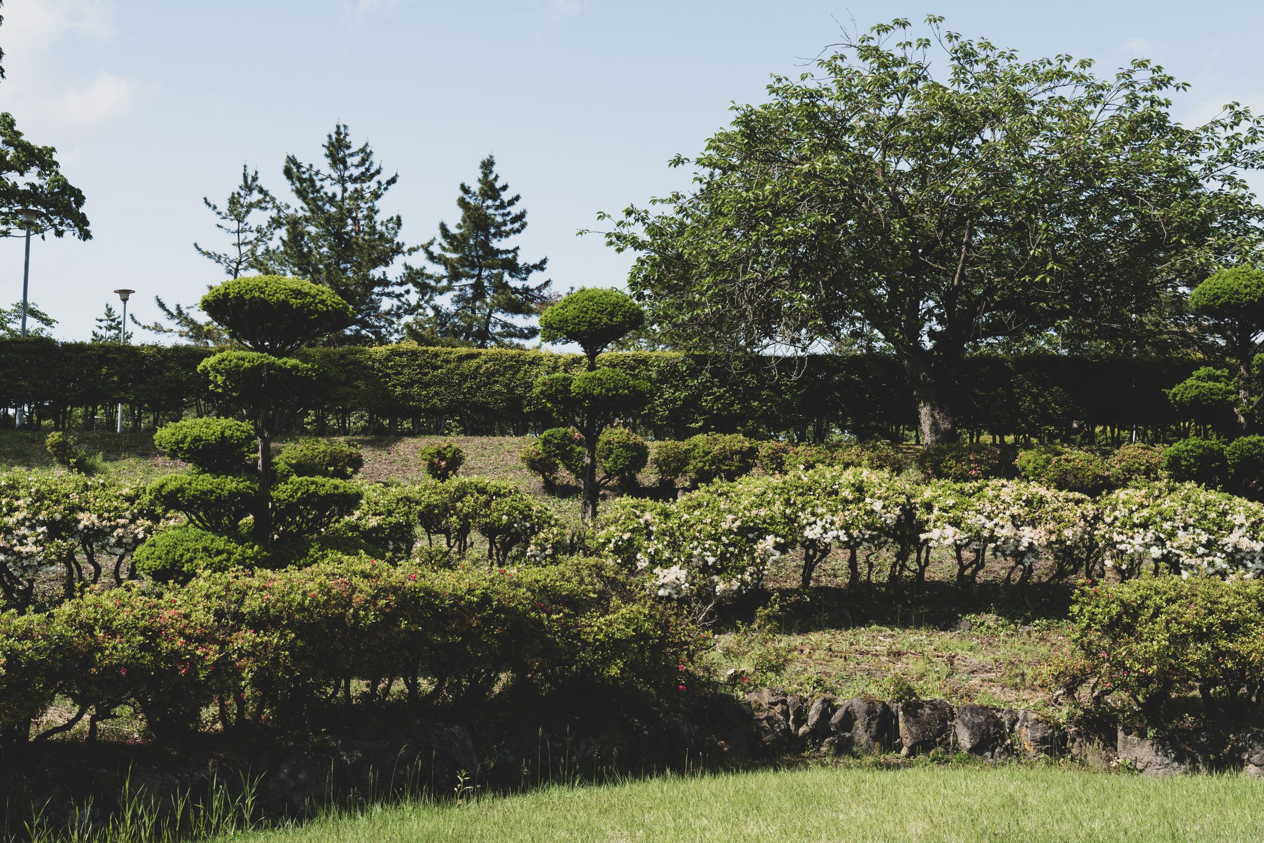 Arbustes taillés avec soin dans un jardin
