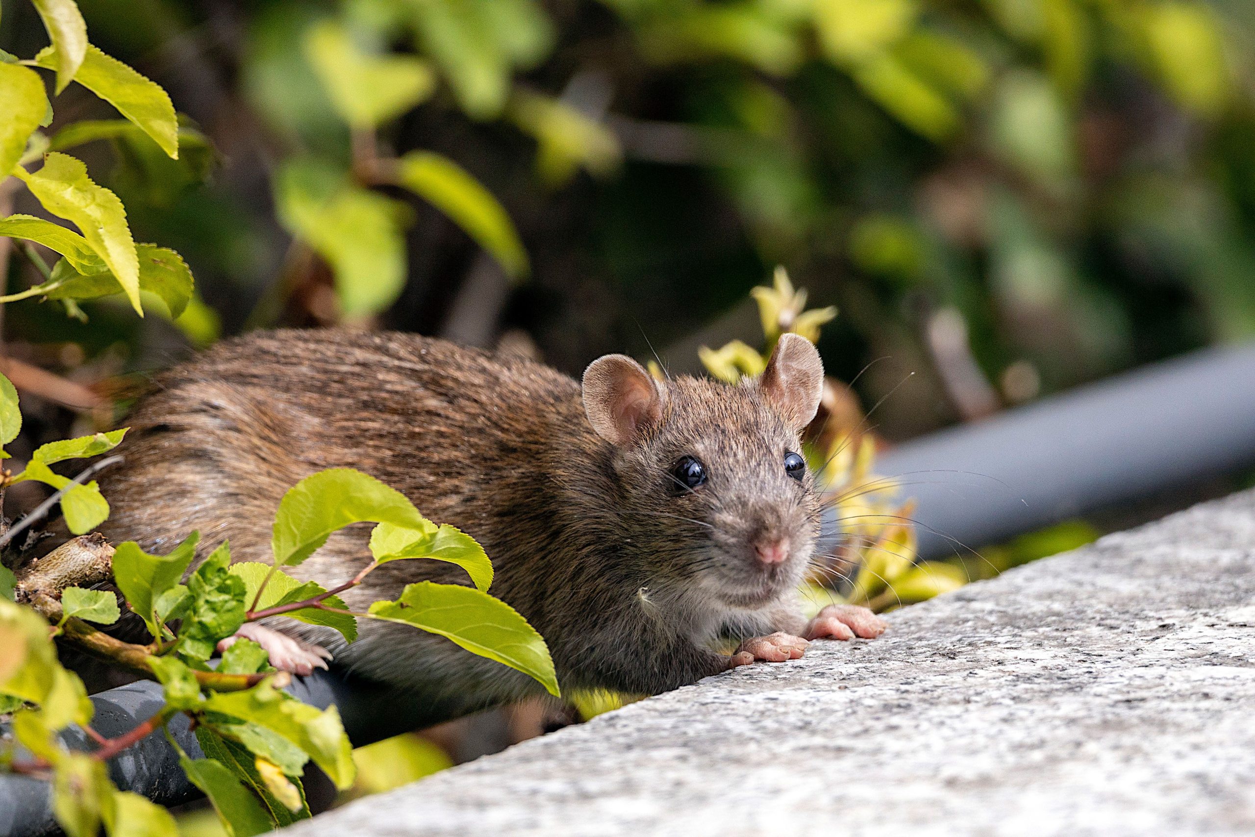 Rat brun gros plan feuillage naturel