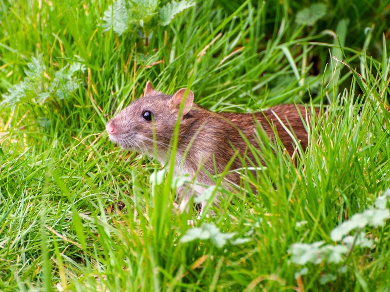Comment se débarrasser durablement du rat taupier au jardin ?