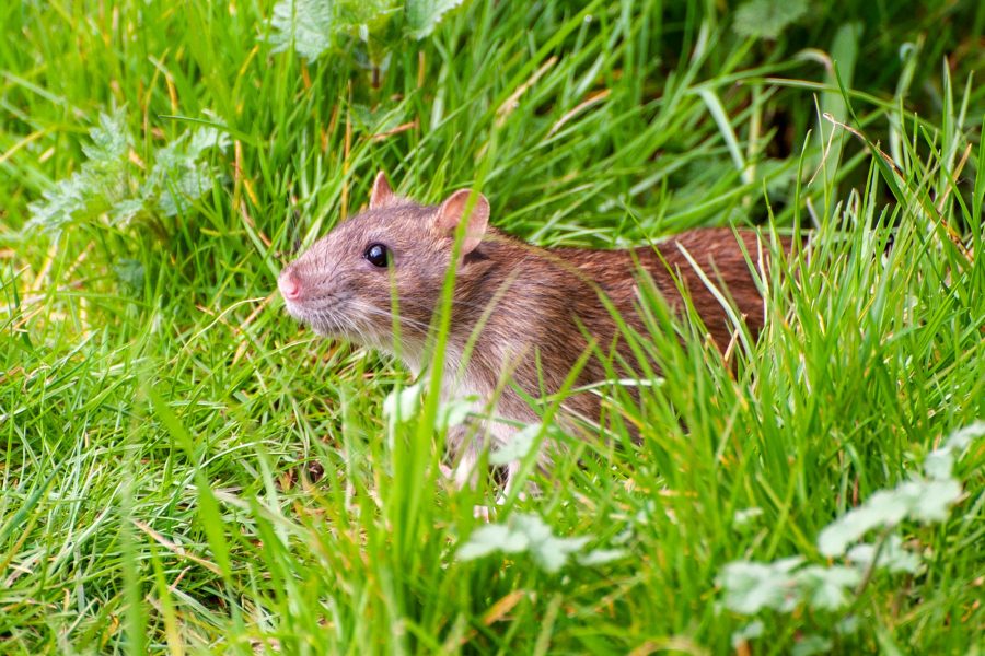 Comment se débarrasser durablement du rat taupier au jardin ?