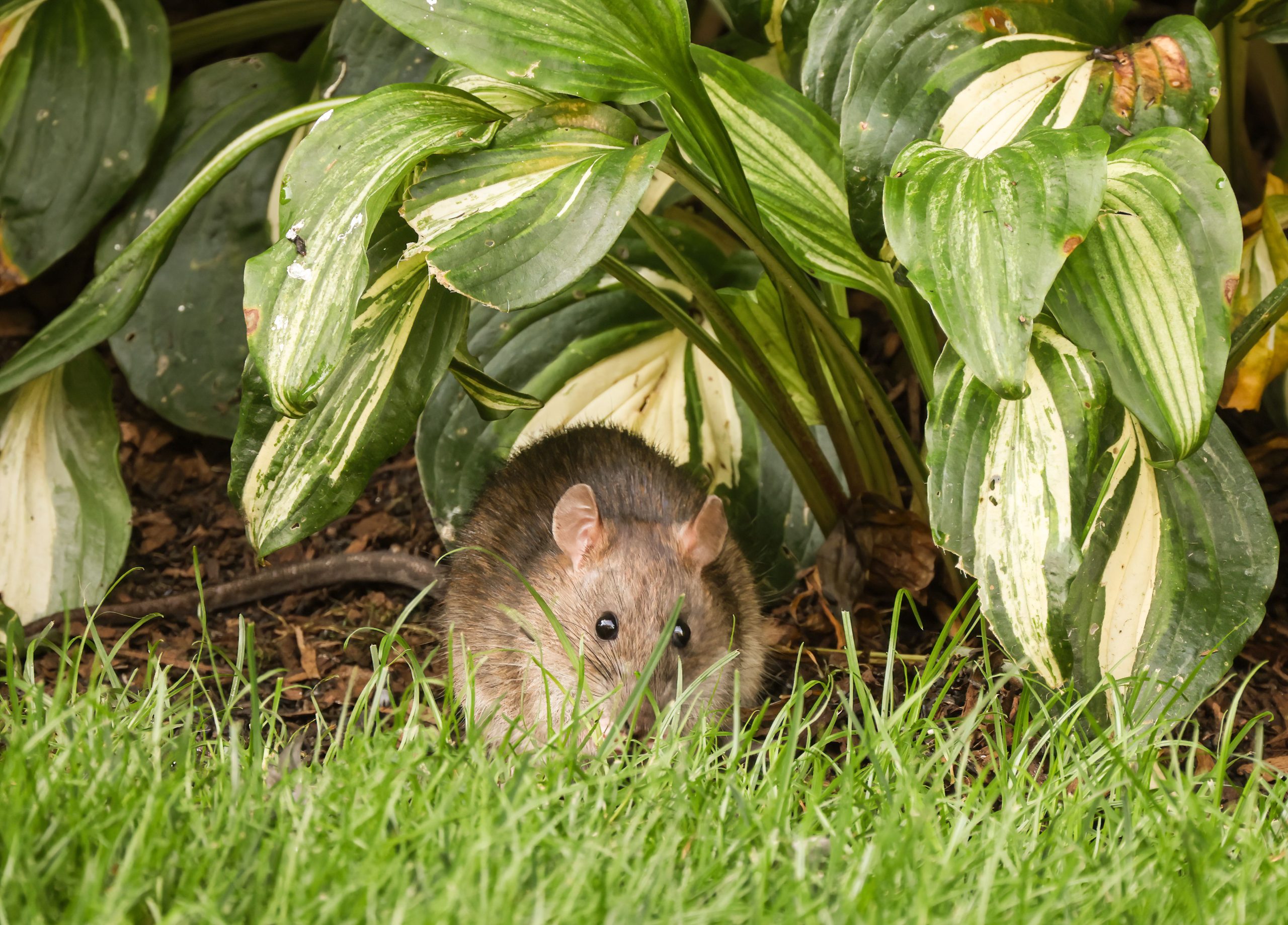 Rat taupier caché jardin feuilles vertes